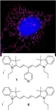 Fluorescenční značení mitochondrií (červeno-fialově)