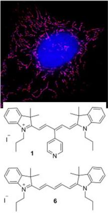 Fluorescenční značení mitochondrií (červeno-fialově)